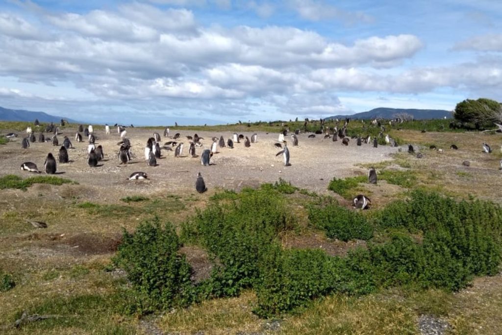 pinguinos magallanicos