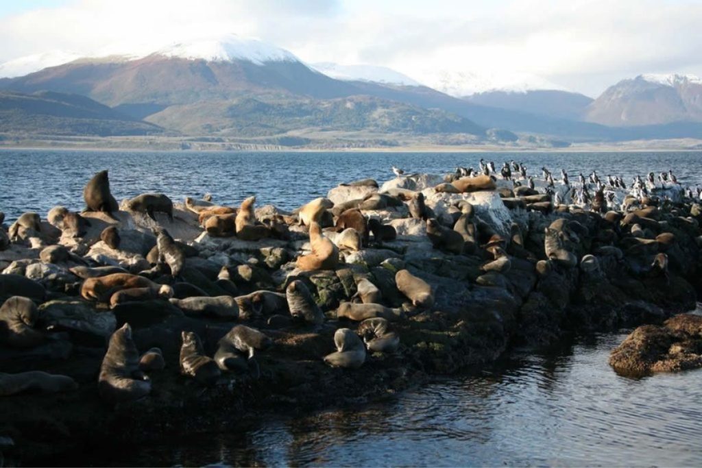 pingüinera en la Isla Martillo 2