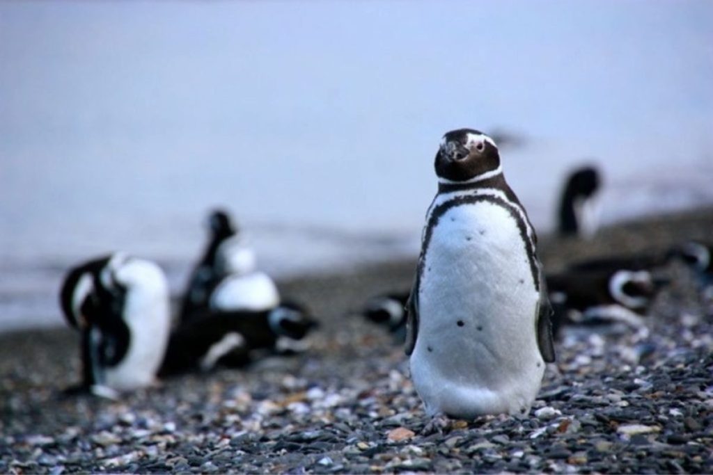 pingüinera en la Isla Martillo 1