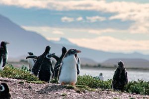 Pingüinera en la isla martillo portada